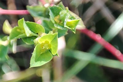 Euphorbia platyphyllos