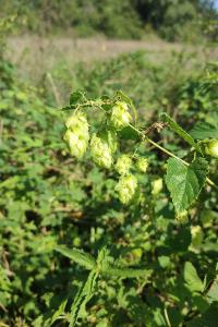 Humulus lupulus