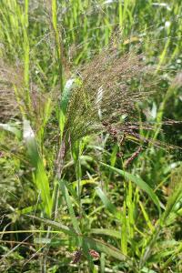 Panicum capillare