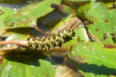 Potamogeton polygonifolius