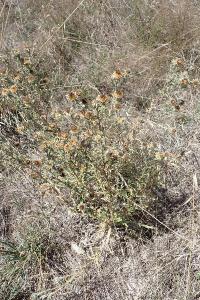Carlina vulgaris