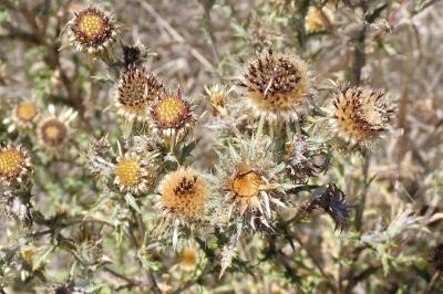 Carlina vulgaris
