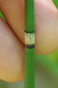 flore1789316598