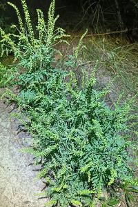 flore1789921110