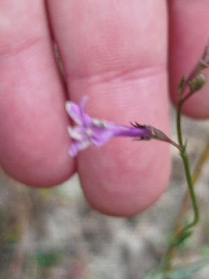Lobelia urens