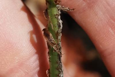 Dryopteris dilatata