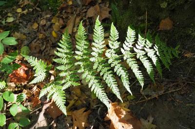 Dryopteris dilatata