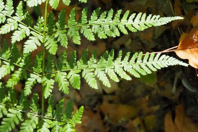 Dryopteris dilatata