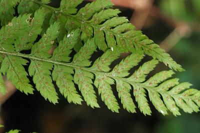 Dryopteris dilatata