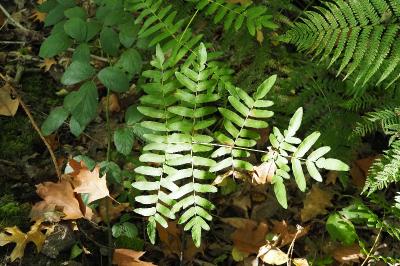 Osmunda regalis