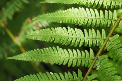 Dryopteris affinis
