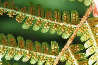 Dryopteris affinis