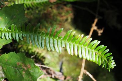Struthiopteris spicant