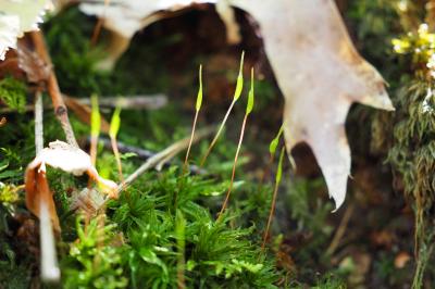 Atrichum undulatum