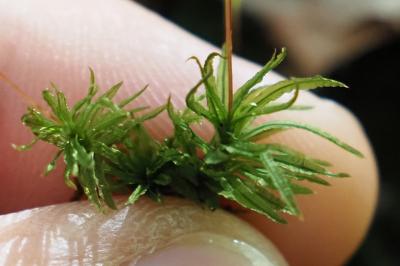 Atrichum undulatum