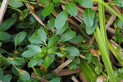 Ludwigia peploides