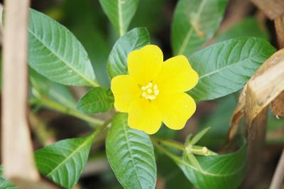 Ludwigia peploides