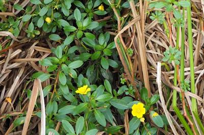 Ludwigia peploides