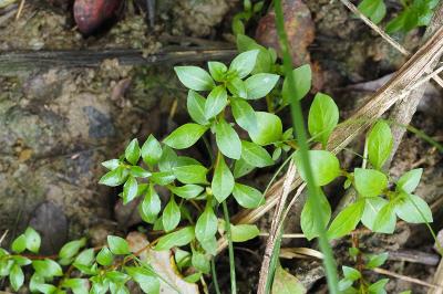 Ludwigia palustris