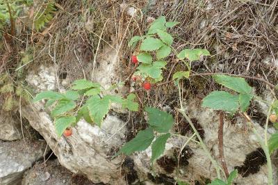 Rubus idaeus