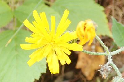 Hieracium murorum