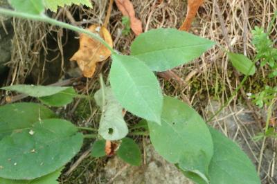 Hieracium murorum