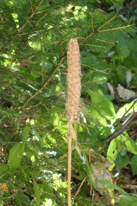 Phyteuma spicatum