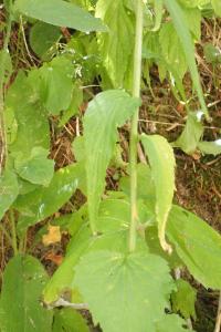 Phyteuma spicatum