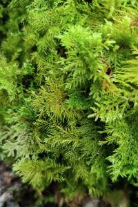 Thuidium tamariscinum