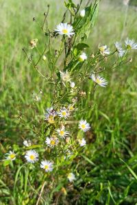 Erigeron annuus