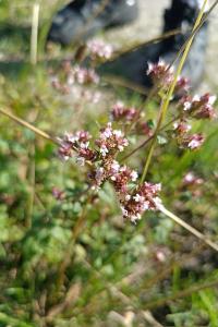 Origanum vulgare