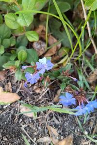 Ceratostigma plumbaginoides