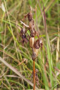 Serapias