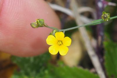 Linum trigynum