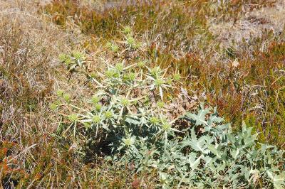 Eryngium campestre