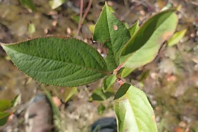 Aronia arbutifolia