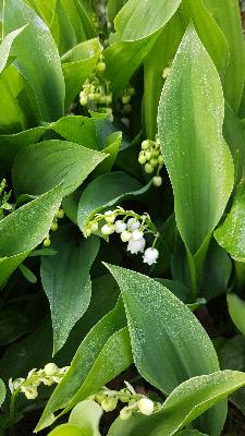 Convallaria majalis