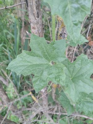 Bryonia dioica
