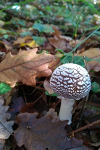 Amanita pantherina