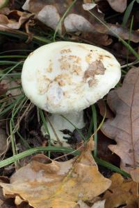 Amanita citrina