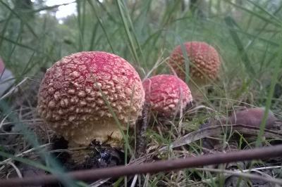 Amanita muscaria