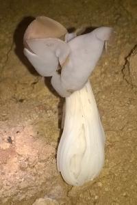 Helvella crispa