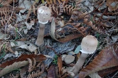 Macrolepiota procera