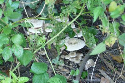 Lentinus tigrinus