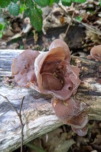 Auricularia auricula-judae