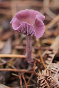 Laccaria amethystina