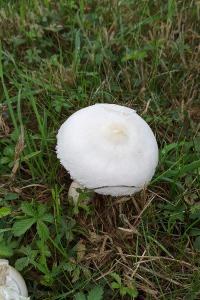 Leucoagaricus leucothites