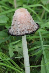 Coprinus comatus
