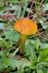 Hygrocybe conica