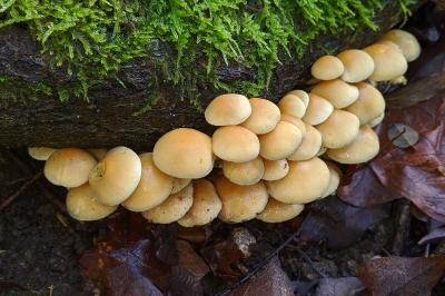 Hypholoma fasciculare